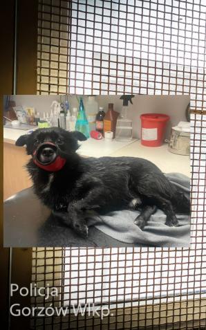 Szczekał, to wyrzucił go przez okno!!